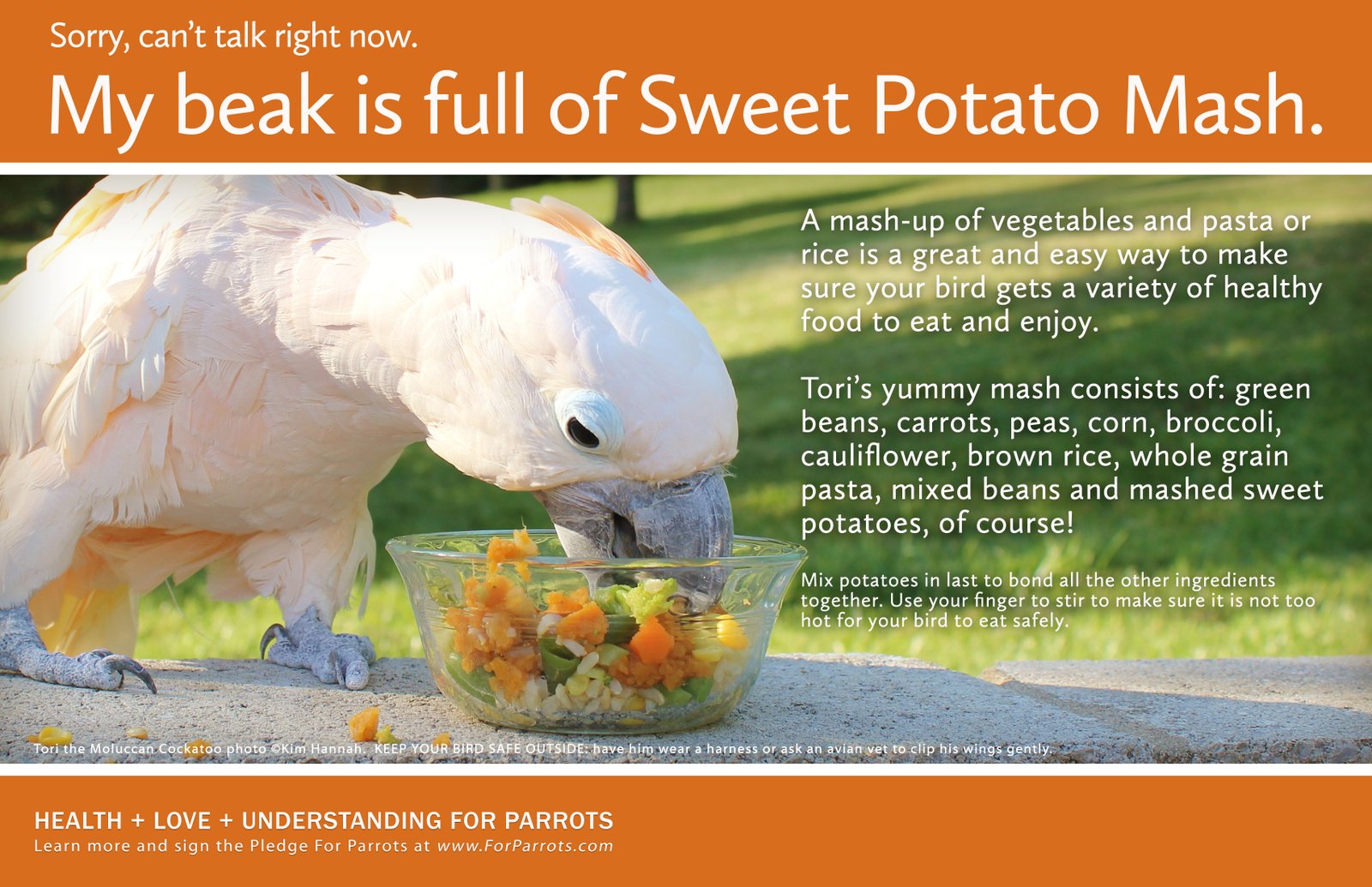 It S A Parrot Mash Up For Parrots Posters For Parrot Advocates