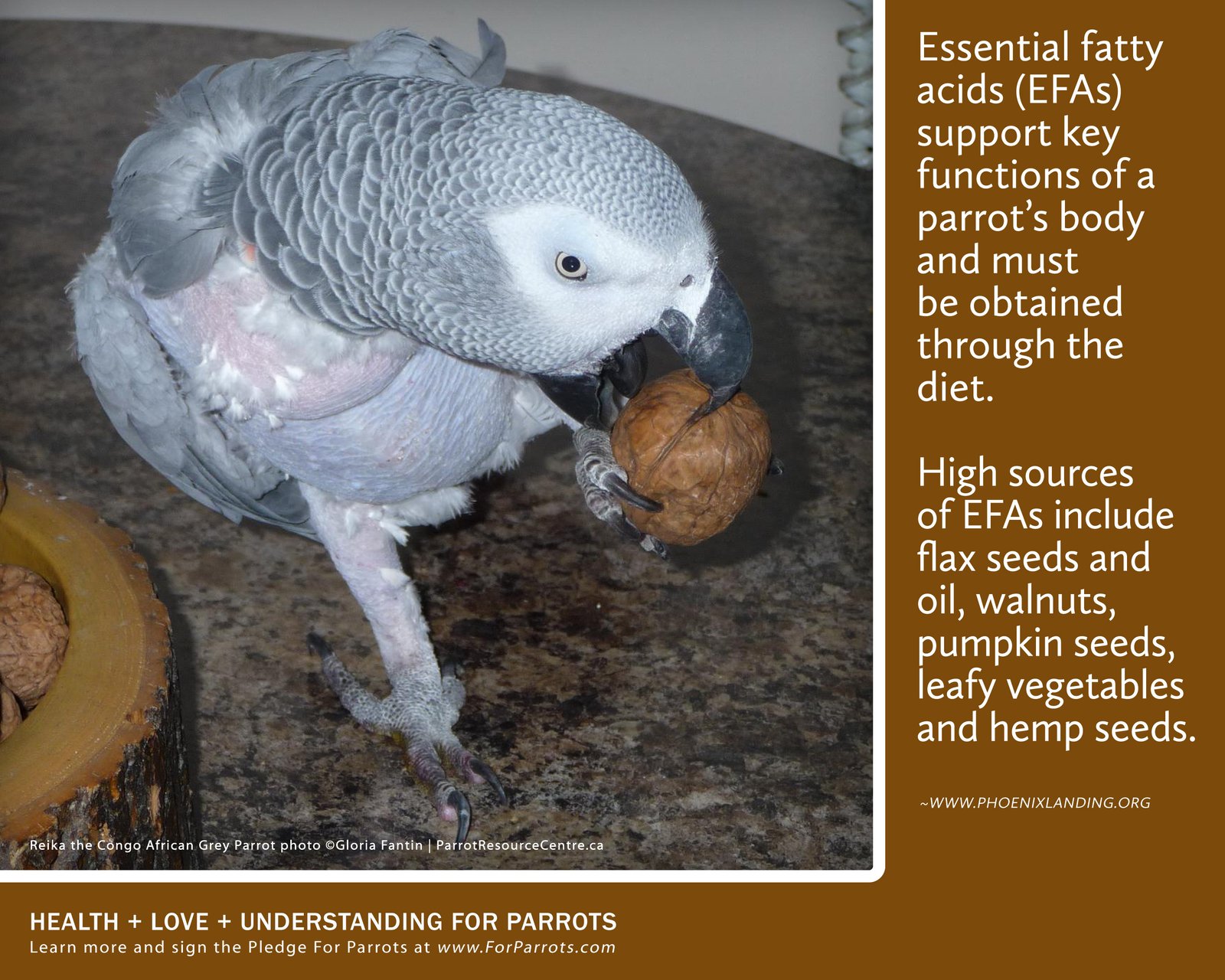 Can African Grey Parrots Eat Brazil Nuts? Discover the Nutritional Benefits!