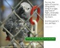 caged05-sm