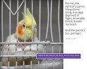 caged07-sm
