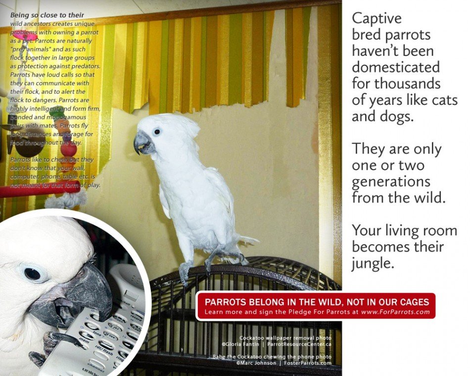 Wallpaper removal services For Parrots Posters for Parrot Advocates