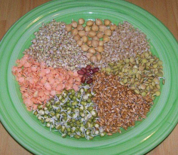 Peas (and Beans) Add Protein for Parrots! For Parrots Posters for