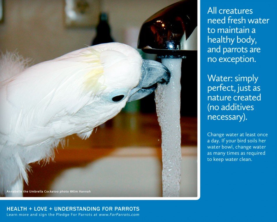 Water Simply Perfect For Parrots Posters for Parrot Advocates