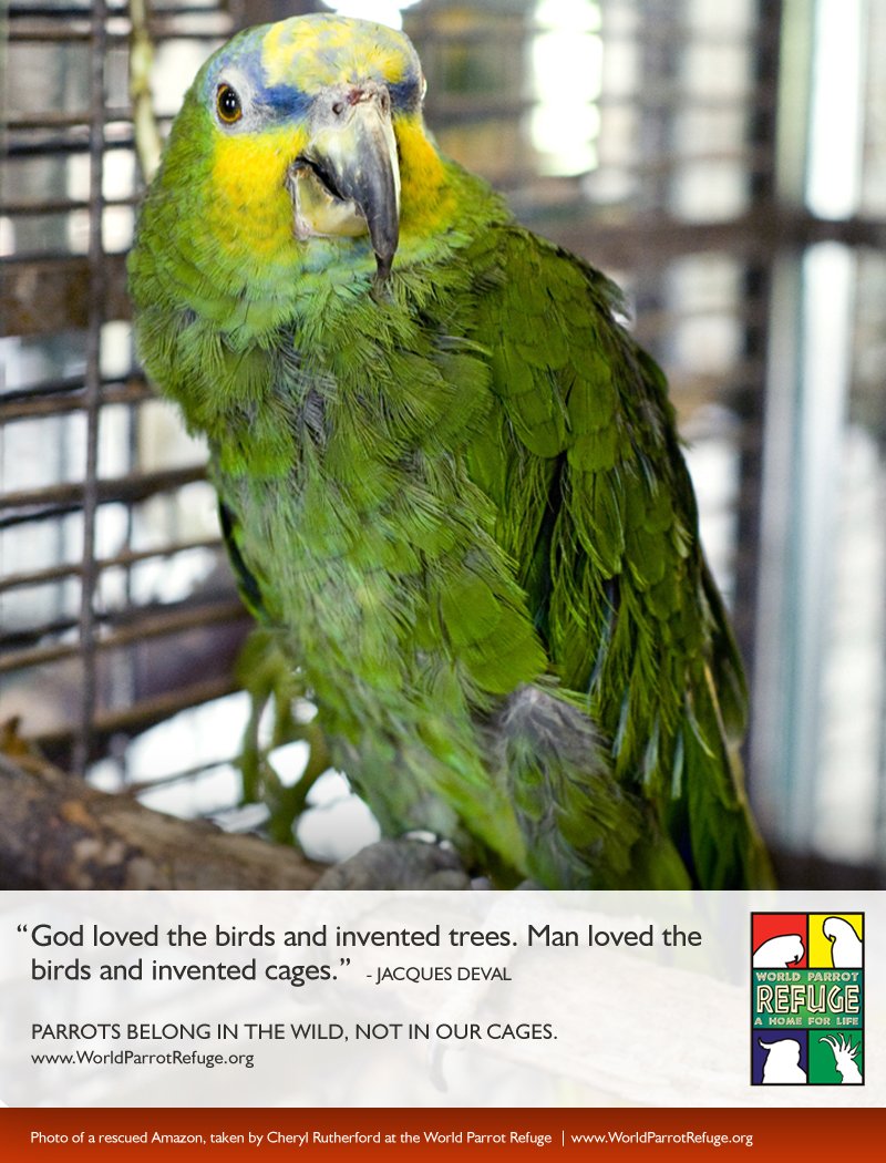 deval03 | For Parrots: Posters for Parrot Advocates