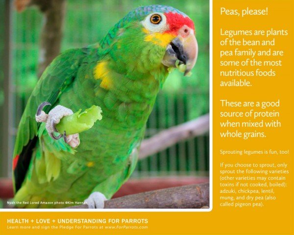 Peas (and Beans) Add Protein for Parrots! | For Parrots: Posters for ...